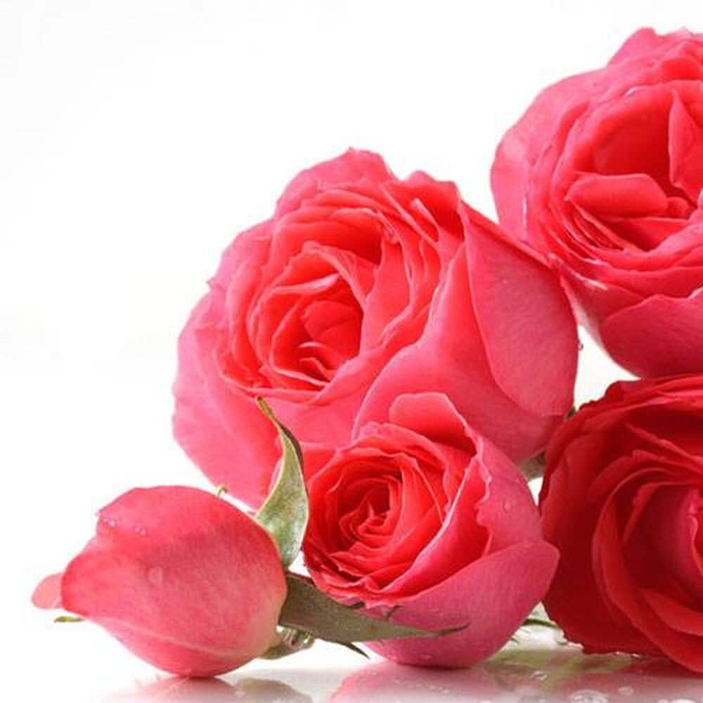 English Rose fragrance oil EH