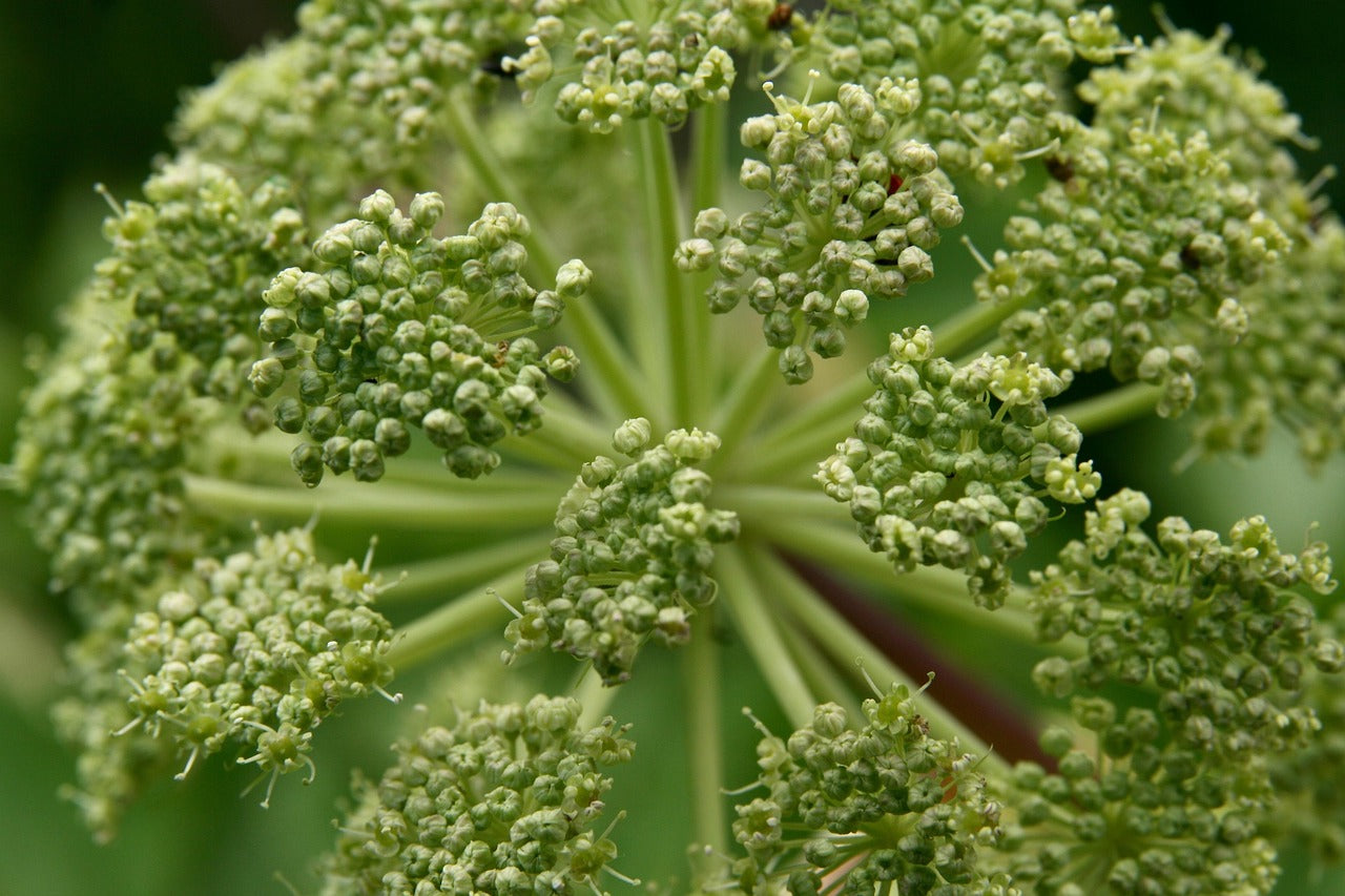 Angelica Root Essential Oil