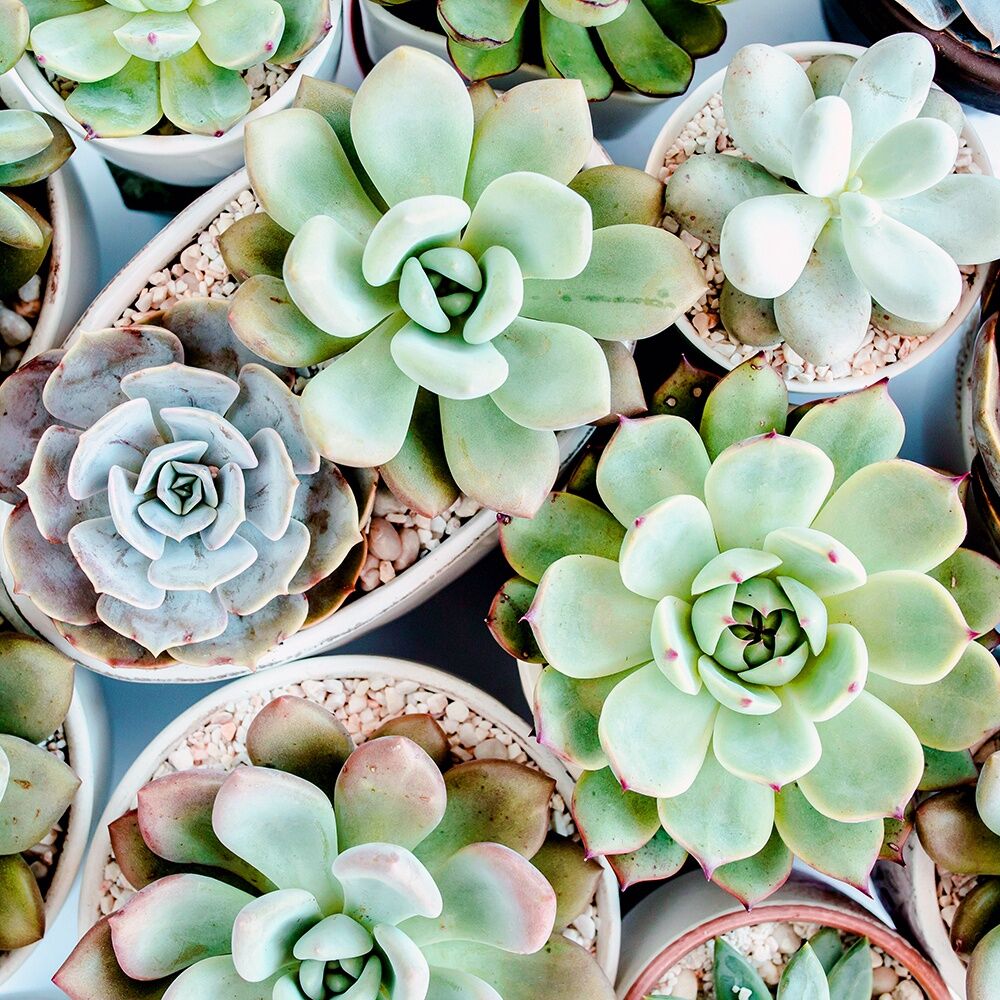 Green Succulent fragrance oil EH