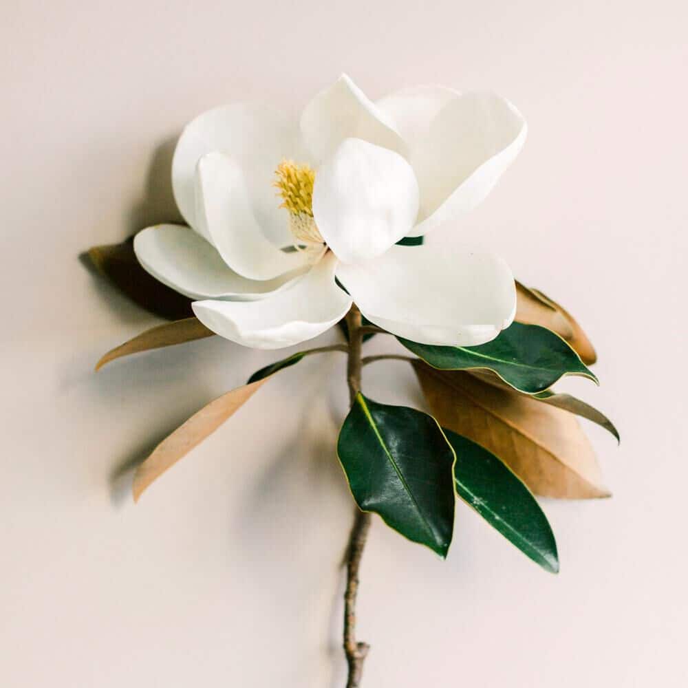 Magnolia Leaf & Tonka fragrance oil EH