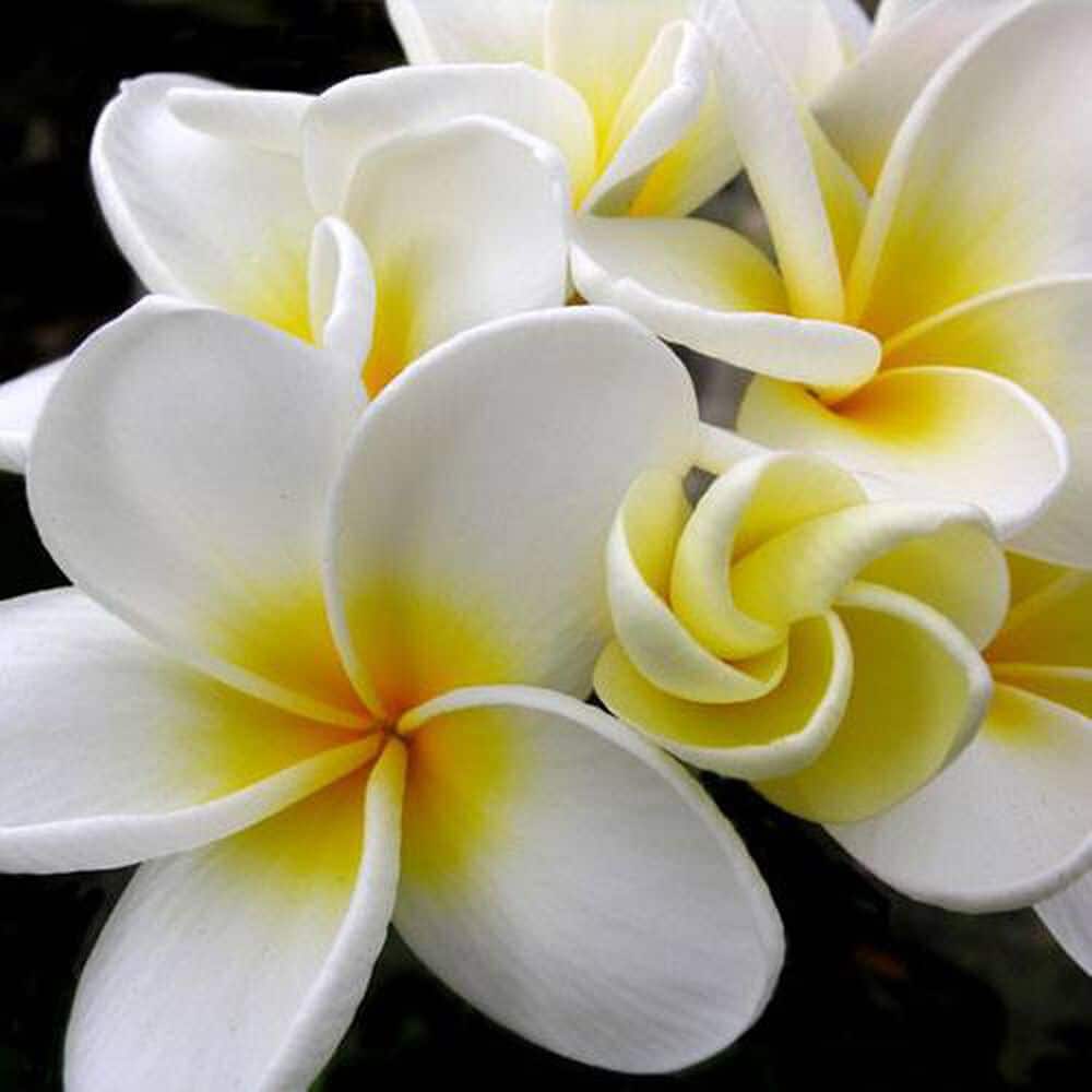 Plumeria fragrance oil