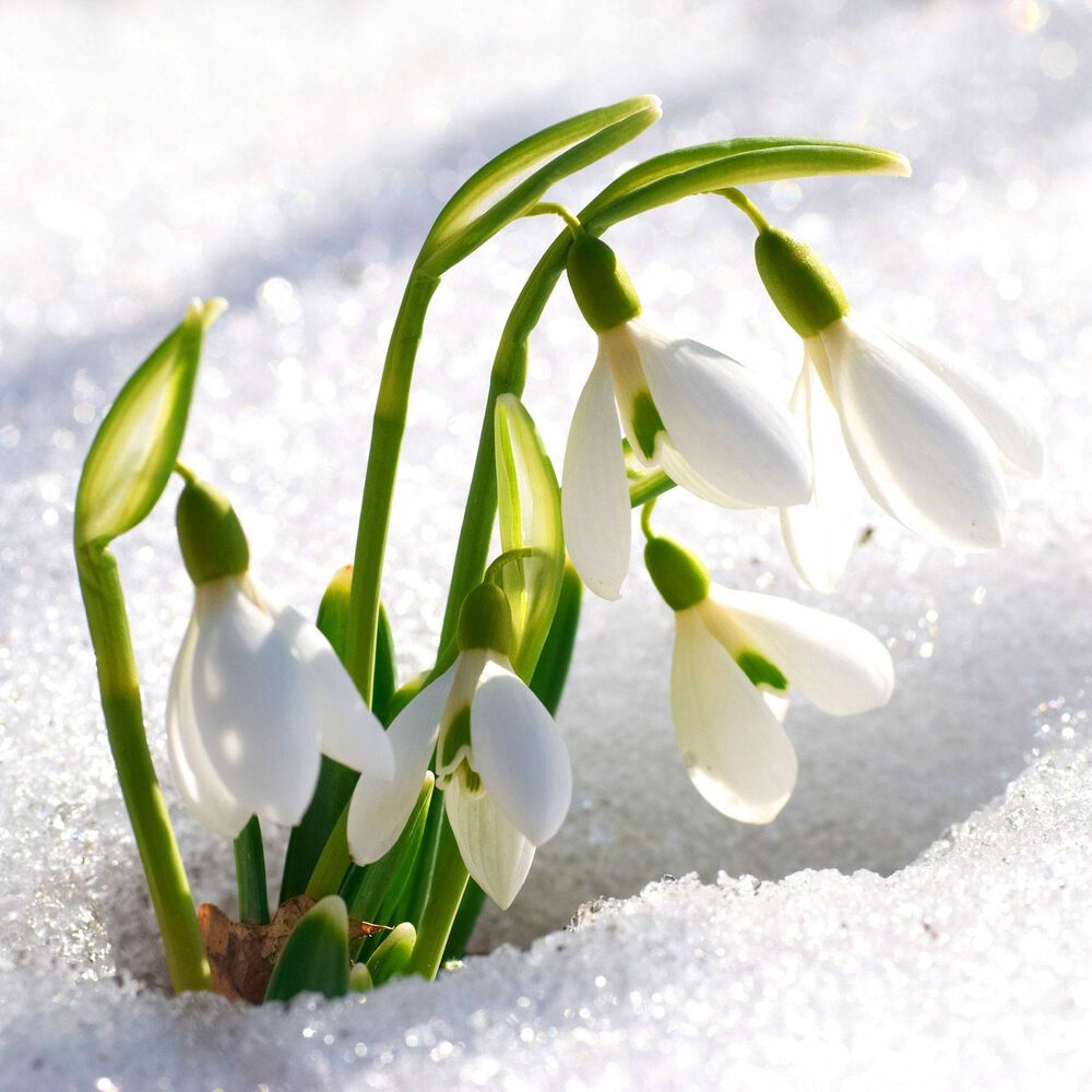 Sparkling Snowdrop fragrance oil EH