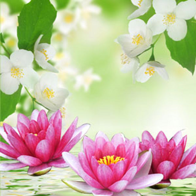 Waterlily & jasmine fragrance oil EH