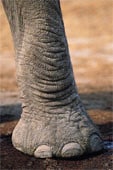 Zimtraspel Seife