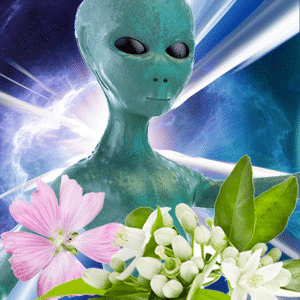 Alien Princess fragrance oil NG