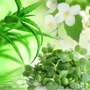 Watercress & Aloe NG fragrance oil