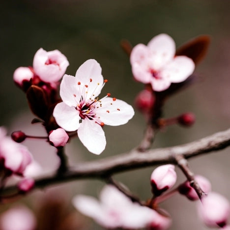 Japanese Cherry Blossom AZ fragrance oil