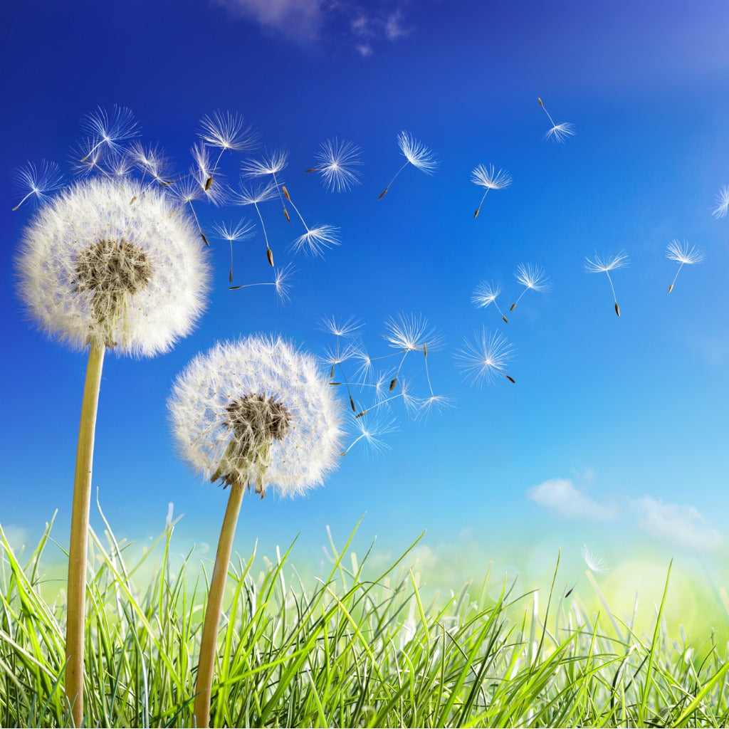 Sweet Grass & Dandelion AZ fragrance oil, sales