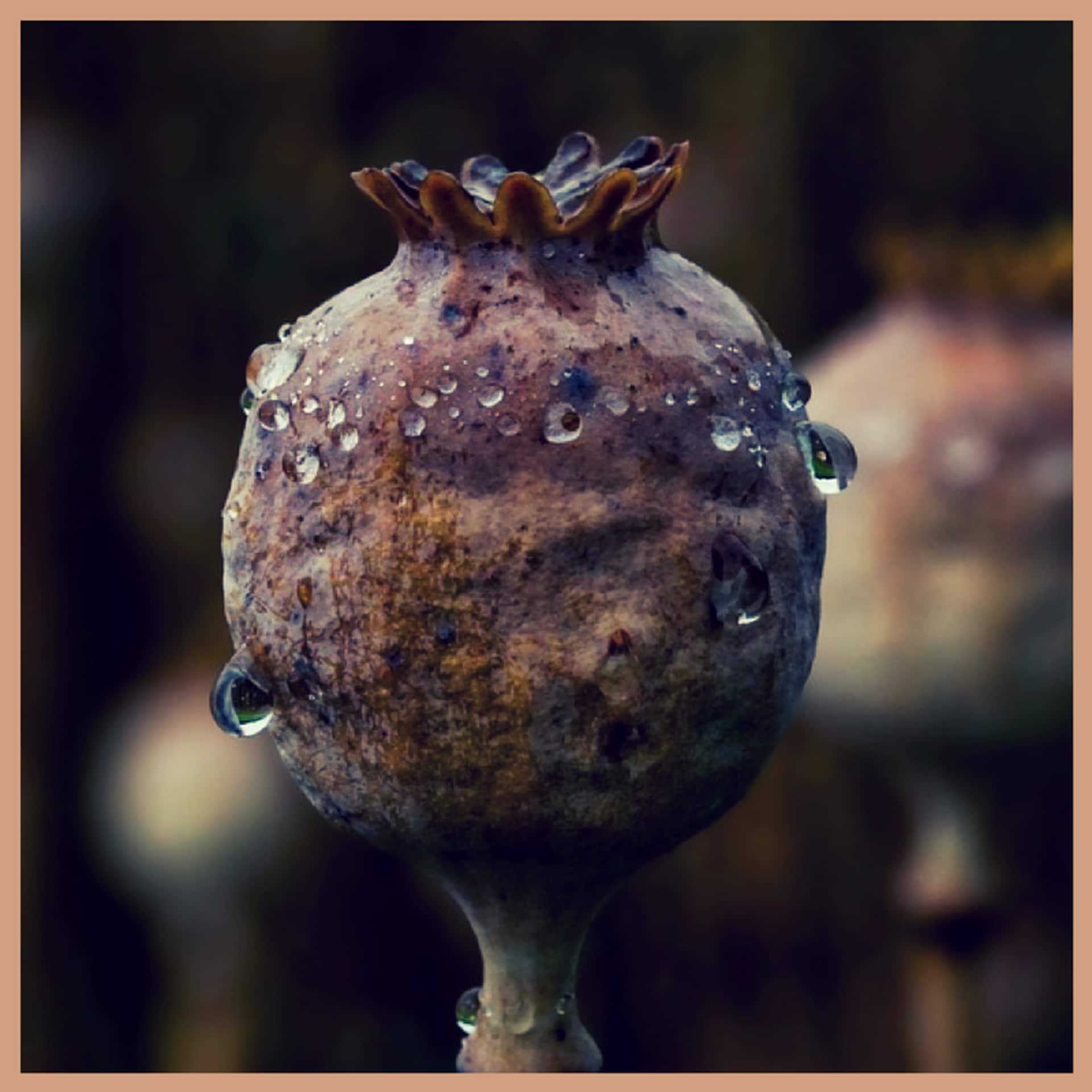 Dark Opium fragrance oil EH