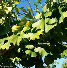 Gingko Lime fragrance oil EH