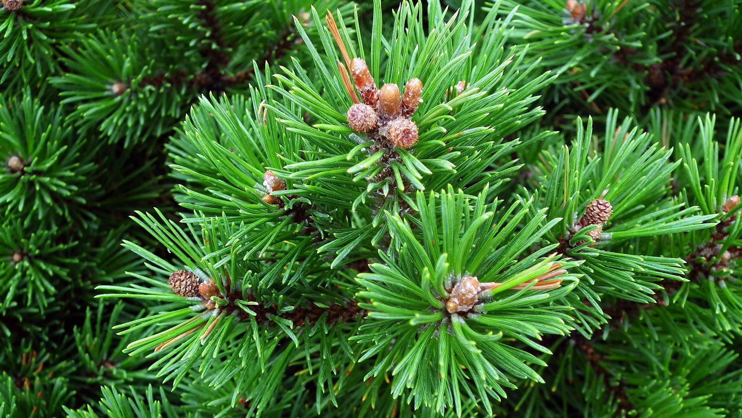 Mountain Pine VOE Essential Oil