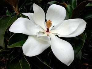 Magnolia fragrance oil , Aztec