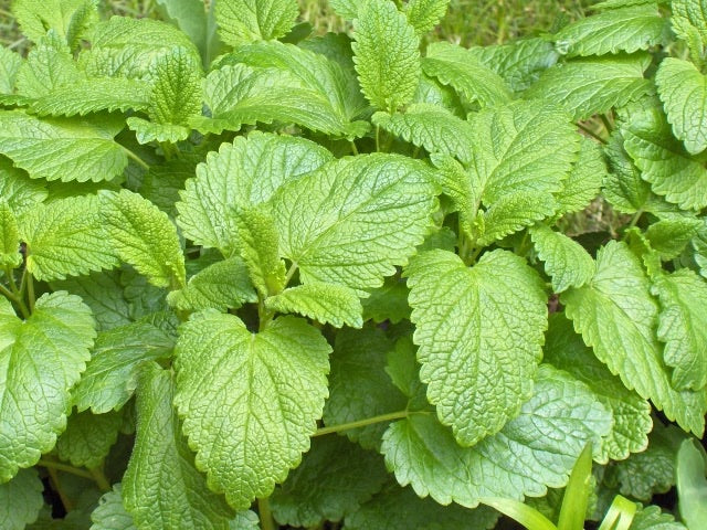 Melissa indicum Essential Oil