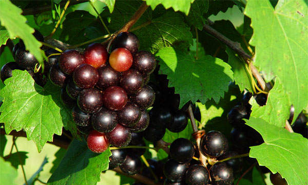 Muscadine fragrance oil Aztec discontinued