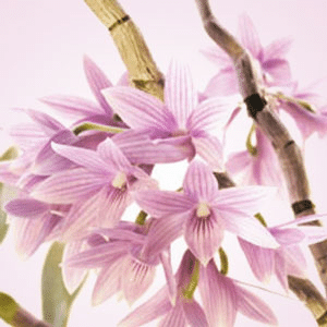 Rice Petals & Shea Butter NG fragrance oil