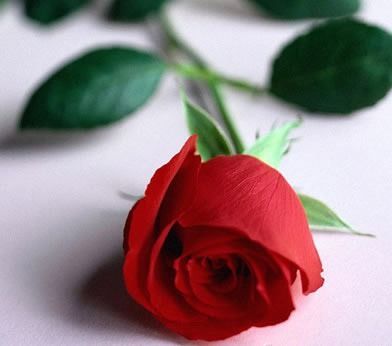 Rose Damascena Ätherisches Öl