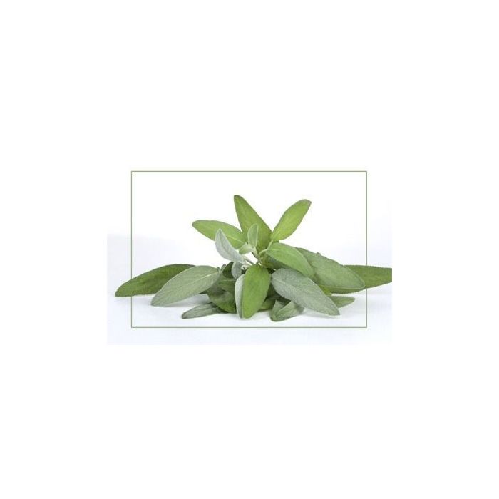 Sage AZ fragrance oil, sales