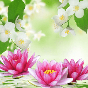 Water Lily Jasmin Type NG fragrance oil