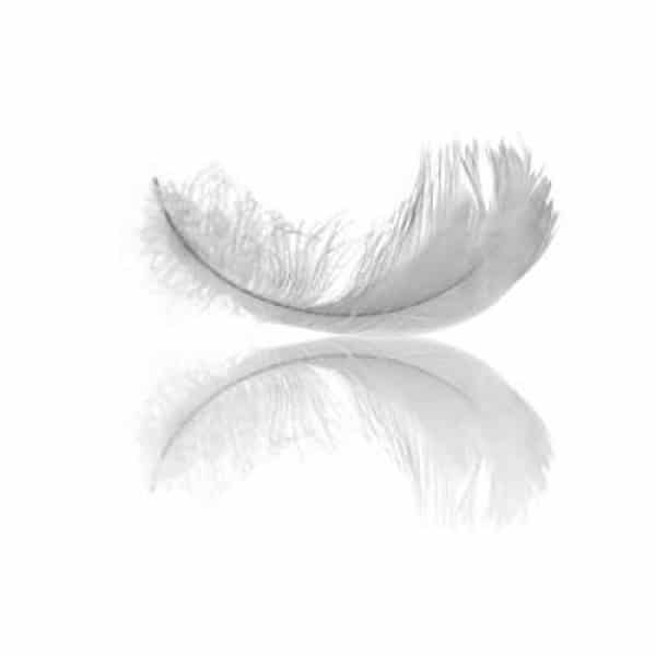 White Dove fragrance oil EH