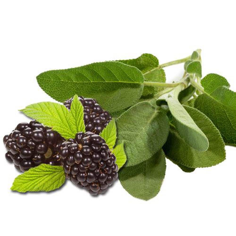 Blackberry Sage EH fragrance oil