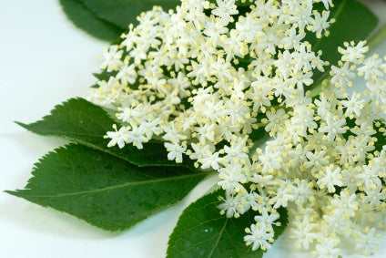 Elderflower &amp; Apple Blossom NG fragrance oil