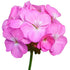 Ätherisches Geraniumöl aus Pelargonium graveolens von den Réunion-Inseln