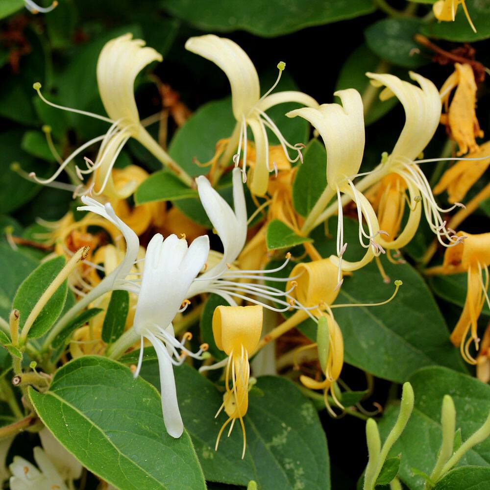 Honeysuckle fragrance oil EH