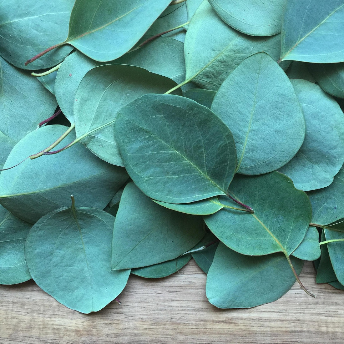 Eucalyptus VOE Essential Oil