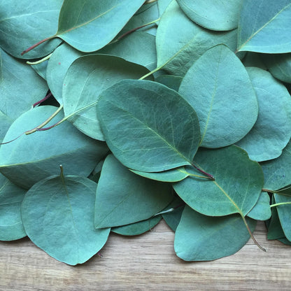 Eucalyptus VOE Essential Oil