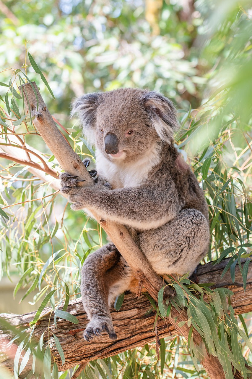 Eucalyptus VOE Essential Oil