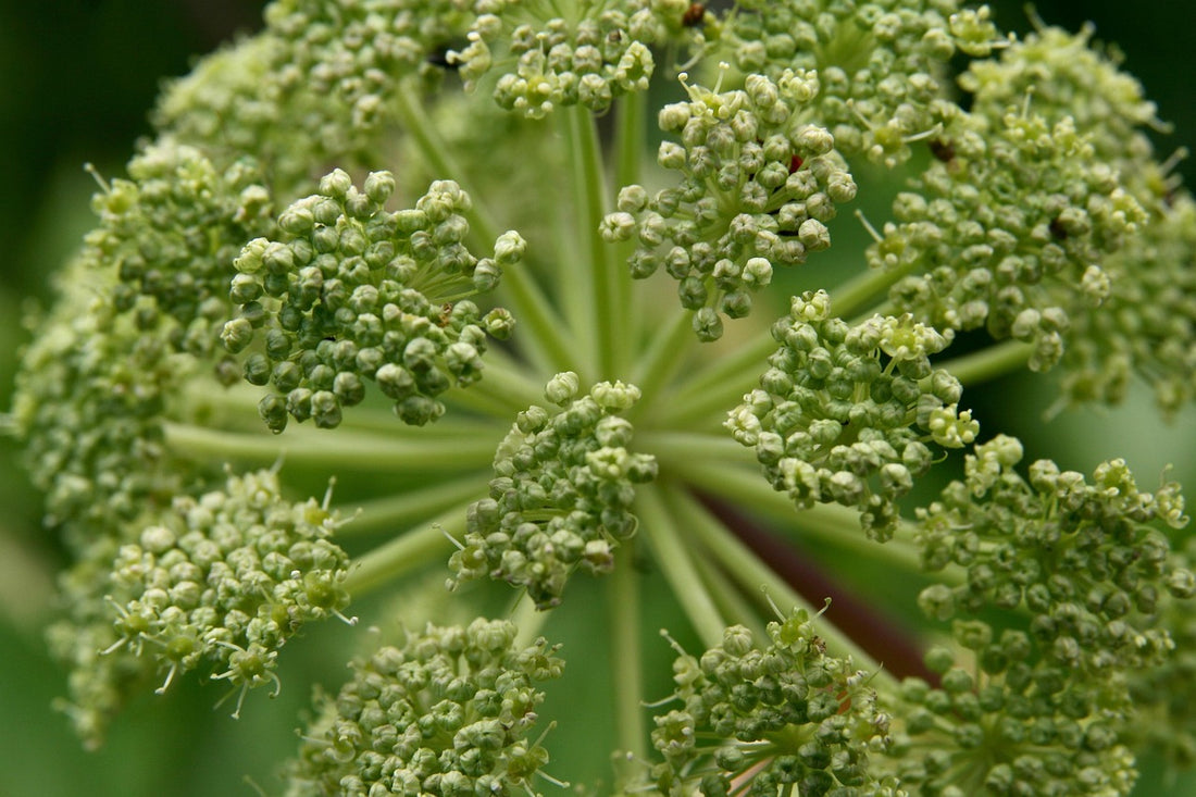 Angelica Root Essential Oil
