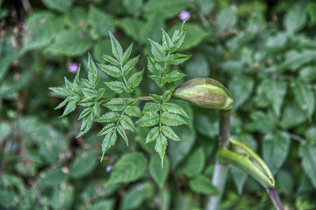 Angelica Root Essential Oil
