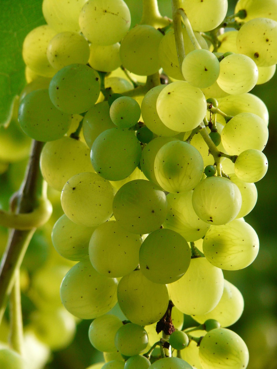 Grape seed oil - 1000 ml
