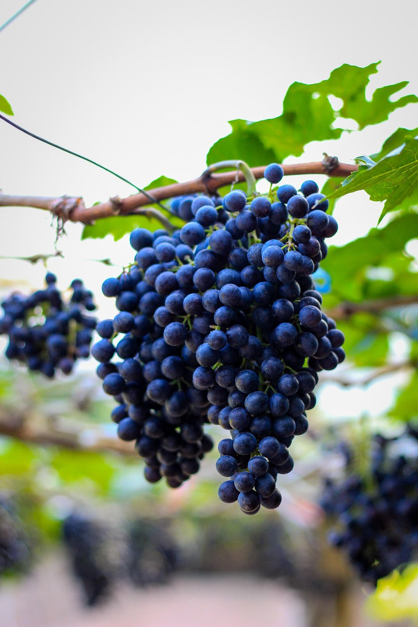 Grape seed oil - 1000 ml