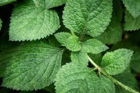 Avobath fragrance oil EH
