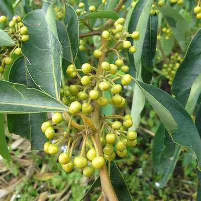 Litsea Cubeba Essential Oil