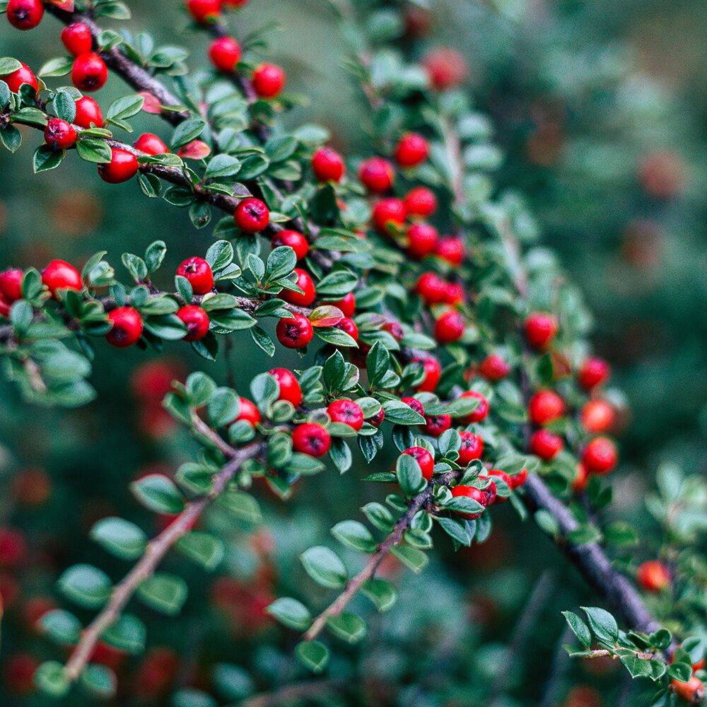 Lingonberry Spice fragrance oil EH