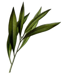 Teebaumöl  Ätherisches Öl