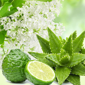 Aloe &amp; White Lilac fragrance oil