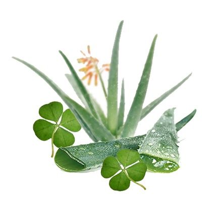 Aloe & Green Clover fragrance oil EH