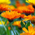 Calendulaöl Ringelblumenöl mit Calendula officinalis Extrakt in Sonnenblumenöl für Naturkosmetik und Hautpflege