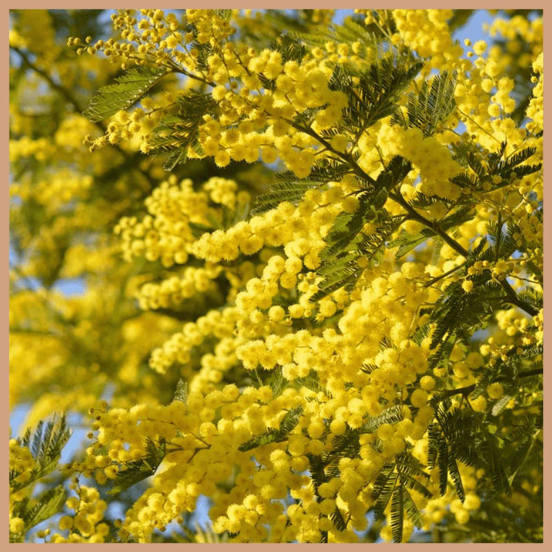 Cardamom & Mimosa CR fragrance oil