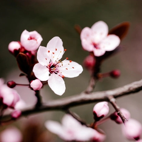 Japanese Cherry Blossom AZ fragrance oil discontinued, sales