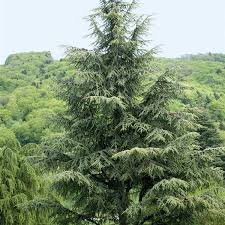 Frische Fichtenzweige von Picea abies in nordischer Waldstimmung als Duftbild für Fichtennadelöl