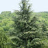 Frische Fichtenzweige von Picea abies in nordischer Waldstimmung als Duftbild für Fichtennadelöl
