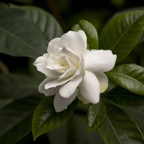 Gardenia EH fragrance oil