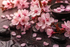 Zartes Duftbild mit rosa Kirschblüten, Blütenblättern und dunklen Steinen in ruhiger, eleganter Atmosphäre für Japanese Cherry Blossom Fragrance Oil