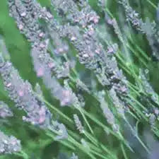 Lavendel Öl ( Lavandin Grosso ) ätherisch
