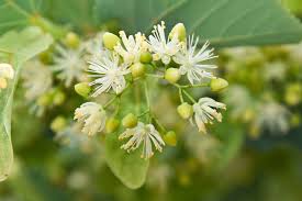 Linden blossom fragrance oil EH