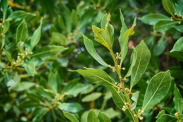 Bay leaf oil fat